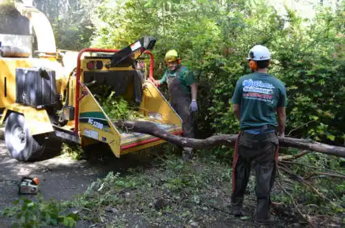 tree services North Fair Oaks